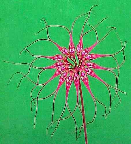 Bulbophyllum gracillimum
